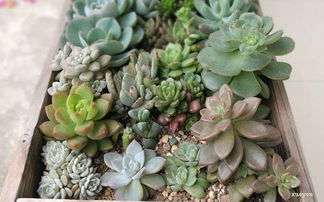 景天科植物养殖时如何遵循减法七原则来优化养护管理