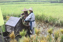 农村妇女通过种植、养殖、手工艺品制作等方式增加收入