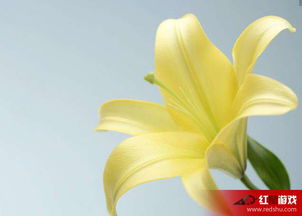 不同花卉的不同寓意