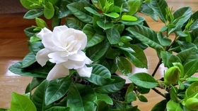 虐它， 它才开花梗卖力