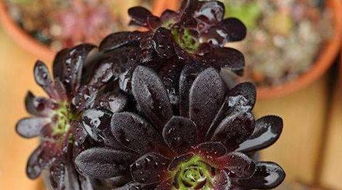 黑魔法师多肉养殖/扦插攻略，轻松繁殖爆红多肉！