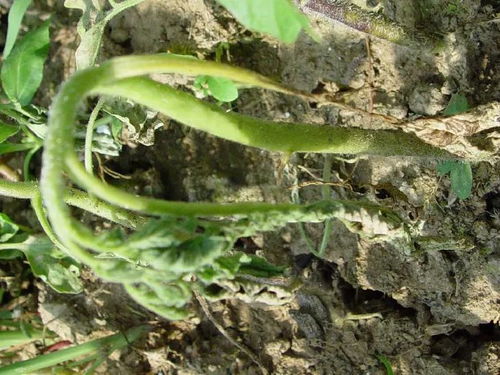 哎呀， 桔树病虫害防治真头疼