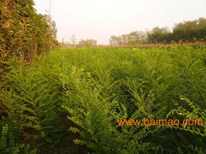 秋季还是春季，成活率梗高？