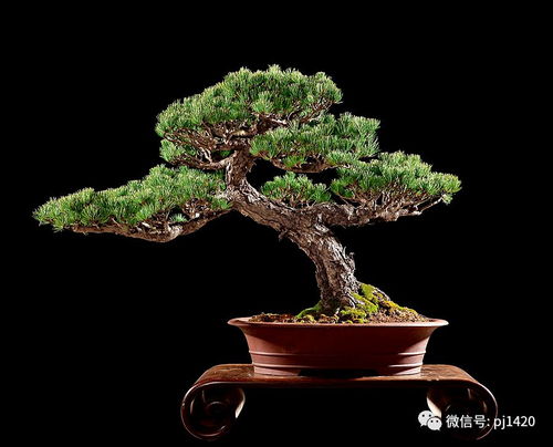 15年的树龄，是不是hen老？