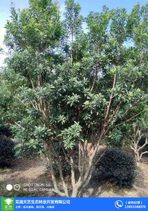 拆迁评估：苗木价值评估的复杂性