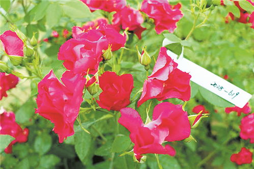 月季花的美丽追求：我们的月季育种之旅