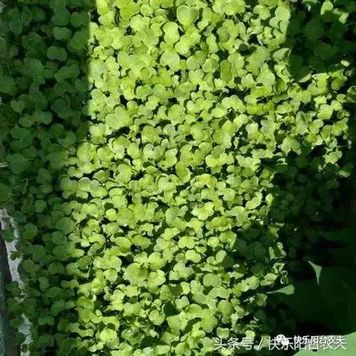 耐水湿乔木的木材用途广泛