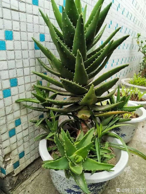 常见绿色花卉大盘点