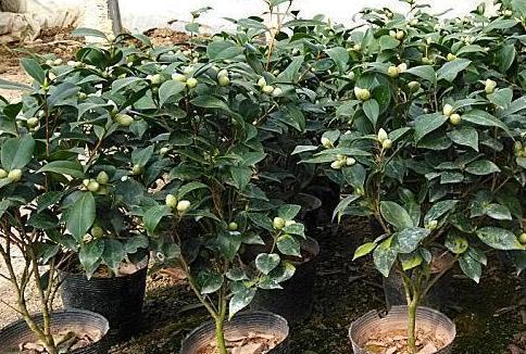 茶花掉叶后如何处理？移盆养护时需要注意哪些技巧
