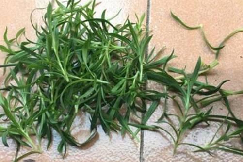 康乃馨如何施肥才能长得茂盛？