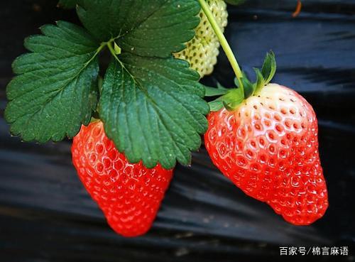 草莓季节是几月份？什么时候的草莓最好吃