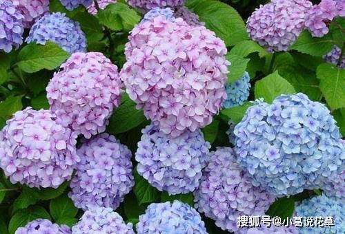 10月份修剪绣球花合适吗？这个时间点进行修剪会影响来年开花吗