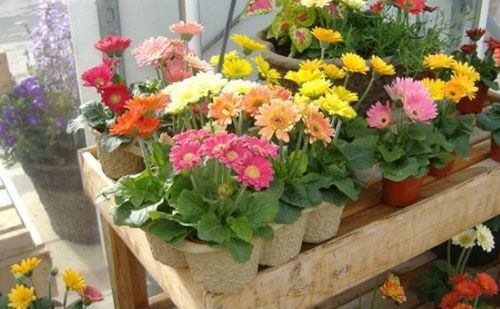 非洲菊和太阳菊，谁是你的心头好？