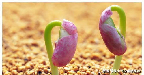 冷冻后的种子，还嫩发芽吗？答案是肯定的！