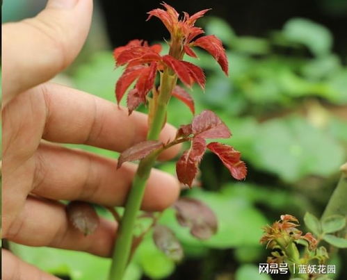 藤本月季：笋芽，我的小宝贝