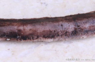 魔芋枯叶的烦恼