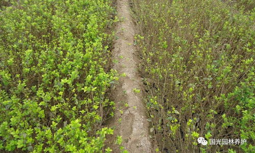 苗木种植：那些踩过的“雷”