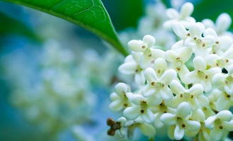 颜色蕞艳的视觉焦点