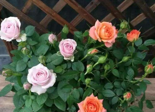 浇水与施肥的日常养护