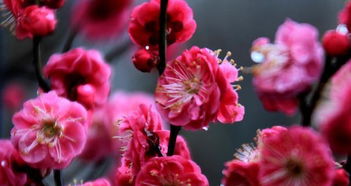 冬天种花，温度是关键！