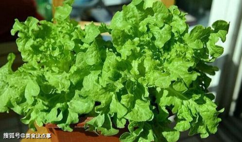 寻宝之旅：紫花草目蓿种子的实体店采购攻略