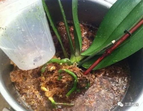 “兰花在什么月份种植最好？适合什么时候进行种植