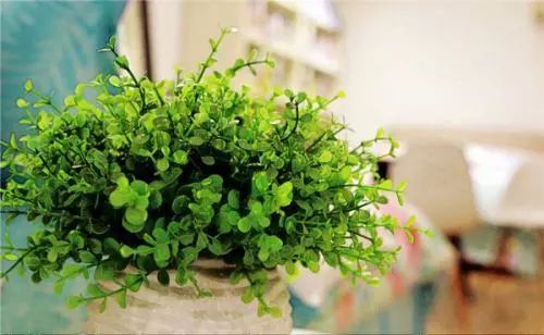 室内养花：让家变绿， 心情变好