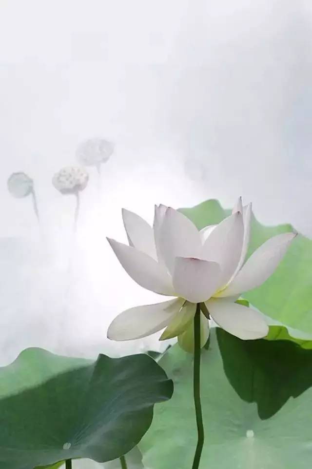 特玉莲怎么养才能绽放如莲？