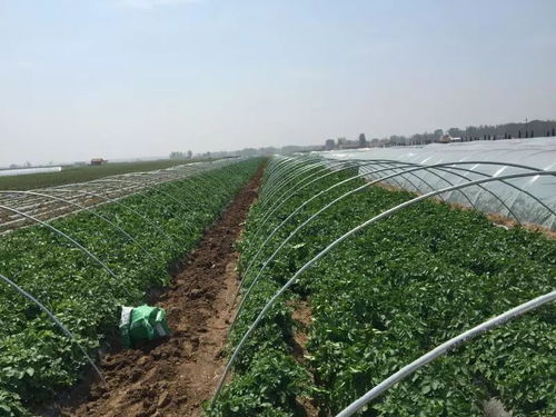 胶州土豆种植面积稳定在15万亩左右