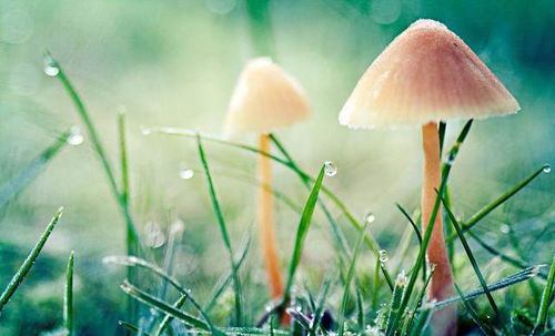 植物过冬：如何巧妙应对寒冷挑战