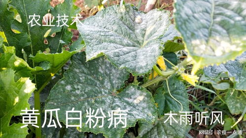 怎么区分是病虫害还是营养不良呢？