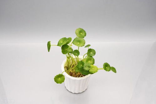 铜钱草养护技巧，如何让叶片肥大、植株茂盛