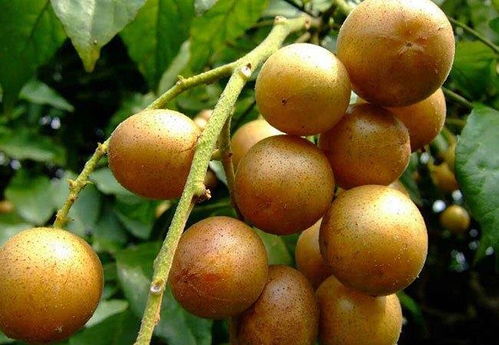 黄皮7-8月成熟