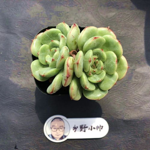 泡芙多肉，如何养殖出饱满状态