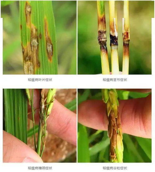 稻瘟病爆发，三环唑怎么用？田间全攻略大揭秘！