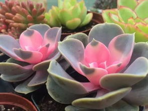 紫色多肉植物的神秘魅力