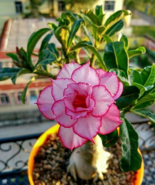 综合考虑：深盆还是浅盆？