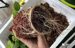 园艺生活， 根瘤病的挑战