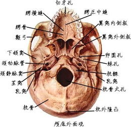 鹌鹑骨质疏松病是鹌鹑骨骼脆弱、易骨折的代谢性疾病