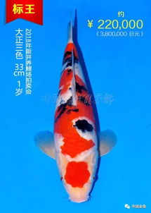 丹顶锦鲤价格不一，寓意吉祥
