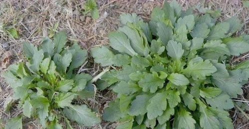 四季如春的草， 南北通用的品种实测推荐