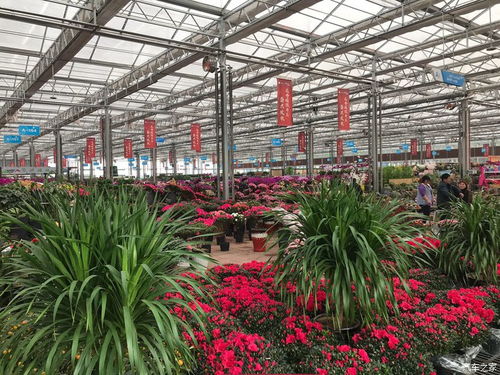 临沂花木博览城春节人气爆棚