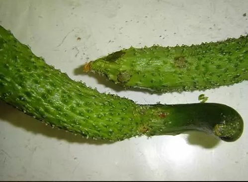 百菌清喷了多久Neng吃？