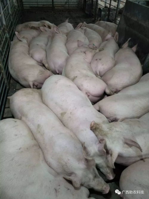 长期在猪饲料中添加小苏打对猪的健康有影响吗？