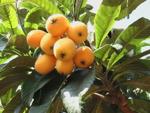 清远枇杷叶的价格之谜