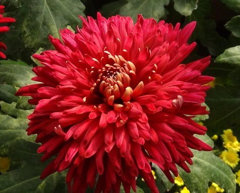 有机肥，菊花生长的基石