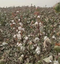 噻苯隆是个啥玩意儿？