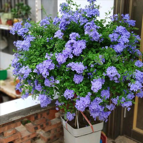 “培育富贵花，选土、浇水、施肥、修剪