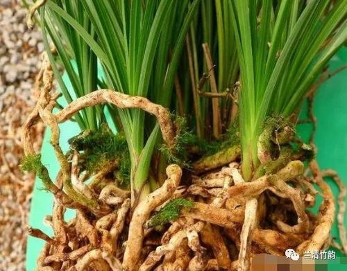 兰花盆栽，如何选择合适的土壤
