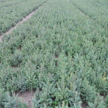 柳树苗的价格：便宜的没好货？